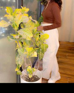 Burger bae Stylish Brown V-Neck Crop Top