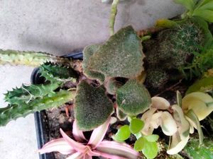 Cactus M Seccullents Collection Offer