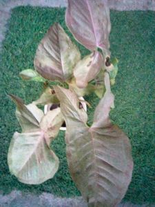 Beautiful Leafs Plants Combo