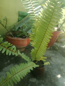 Fern  Plant