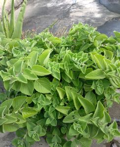 Ajwain Plants With Roots