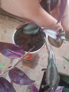 Real Rooted Wandering Dude/Tradescantia Plant
