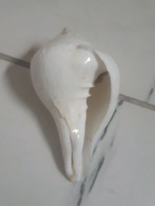 Vishnu Shankh for Pooja (3.5 inches)
