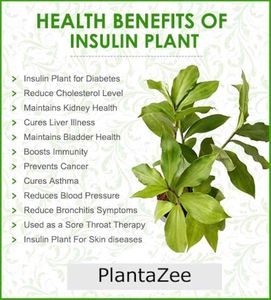 Insulin Plant With Bulb