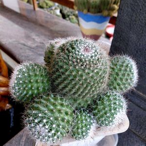 assorted cactus collection