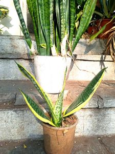 Combo Of  Sansevieria(snake Plant)