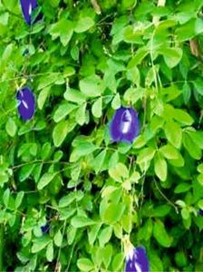 pack of 50 seeds aprajita blue flower