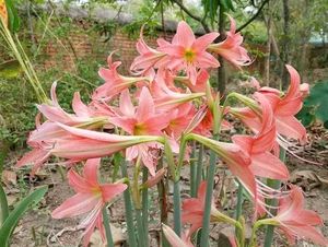 Amaryllis Lilly Bulbs - Set Of 3