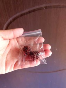 5 Mukhi Rudraksh