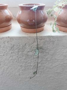 String Of Hearts Plant