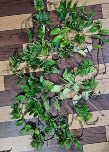 Basket Plant Cuttings - Set Of 5