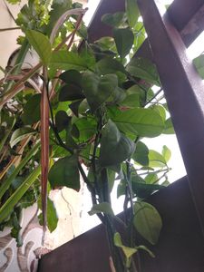Pahadi Big Lemon 🍋 Plant Hight 5feet