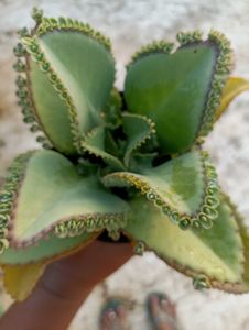 Combo Of 3 Plants
