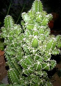Triangle Cactus