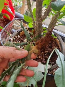Fishbone Cactus