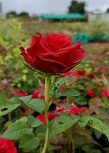 ✨Rose Plant Real 🌹( Pack Of 3)