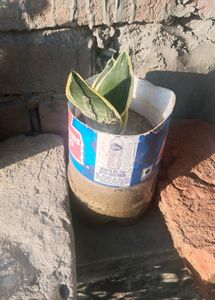Snake Plant