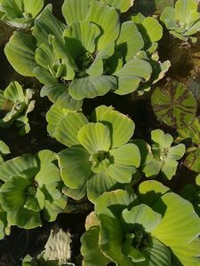Water Lettuce/Pistiya Live Plants