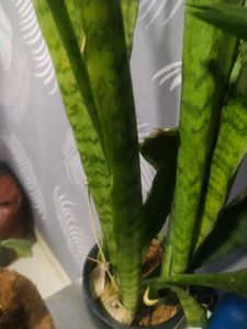 Long Leaf Snake Airpurifying Plant