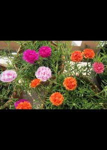 Beautiful rose moss flowesrs