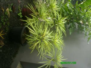 Acer Digital Camera