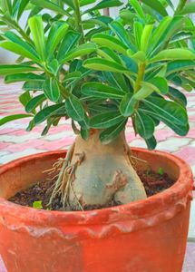 Bonsai Of Adenium plant With Combo