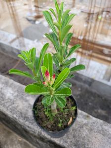 Adenium