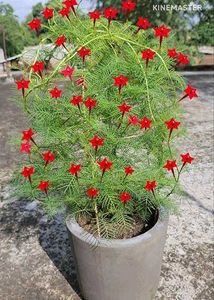 Cypress &amp; cockscomb flower plant and seeds