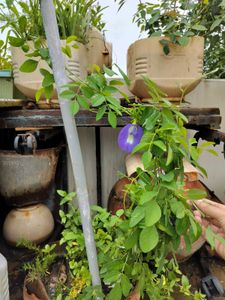 Blue Aprajita Plant
