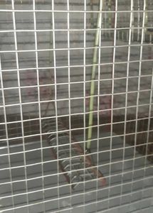 New Bird Cage