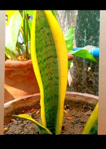 Combo Of Fresh New Plants