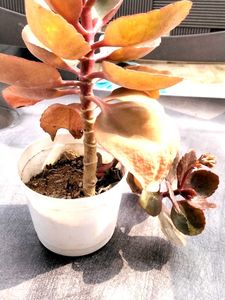 Flowering Kalaonchee With Same Pot