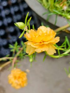 Portulaca Flower Plant 4 inch Cutting 7 Colours