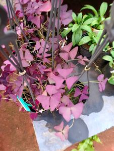 Oxalis Triangular Plant