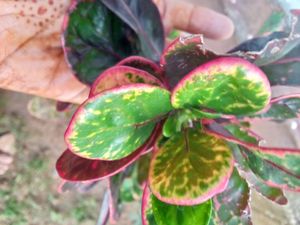 New Croton Variety