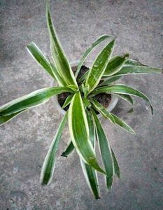 Assorted Live Plants