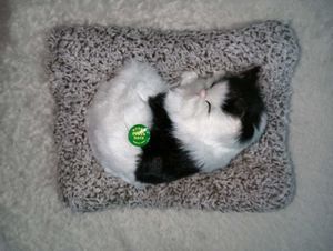 Music 🎶 Cat One