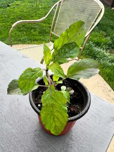 Tulsi Plant