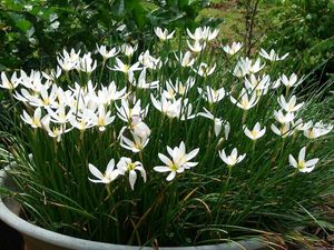 Elegant White Rain Lily Bulbs