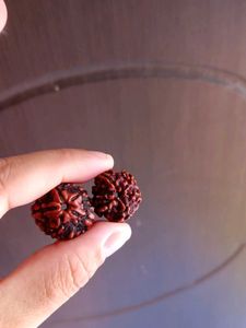 5 Mukhi Rudraksh