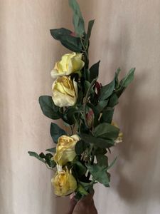 Yellow Roses