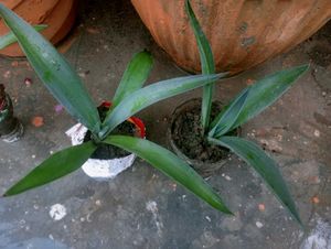Agave Plant