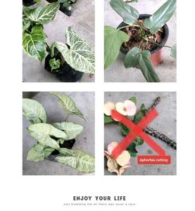 Green Leaves Combo Offer