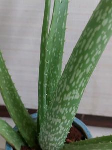 ALOEVERA Plant