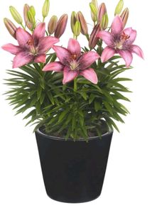 Real pink Asiatic Lily two blubs