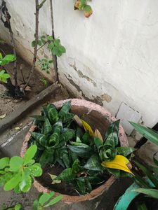 Combo Of 3 Plants - Dwarf Snake, Rio And Aloe