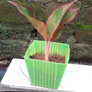 BUY 3 ☘️ 4 ₹120