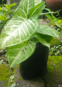 Syngonium Plant