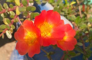 Purslane X