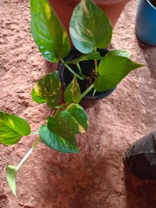 Indoor And Outdoor Plants